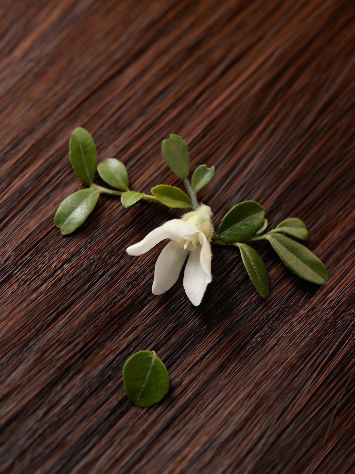 Ritual Hair Oil Jasmine & Vetiver 50ml - Image 5