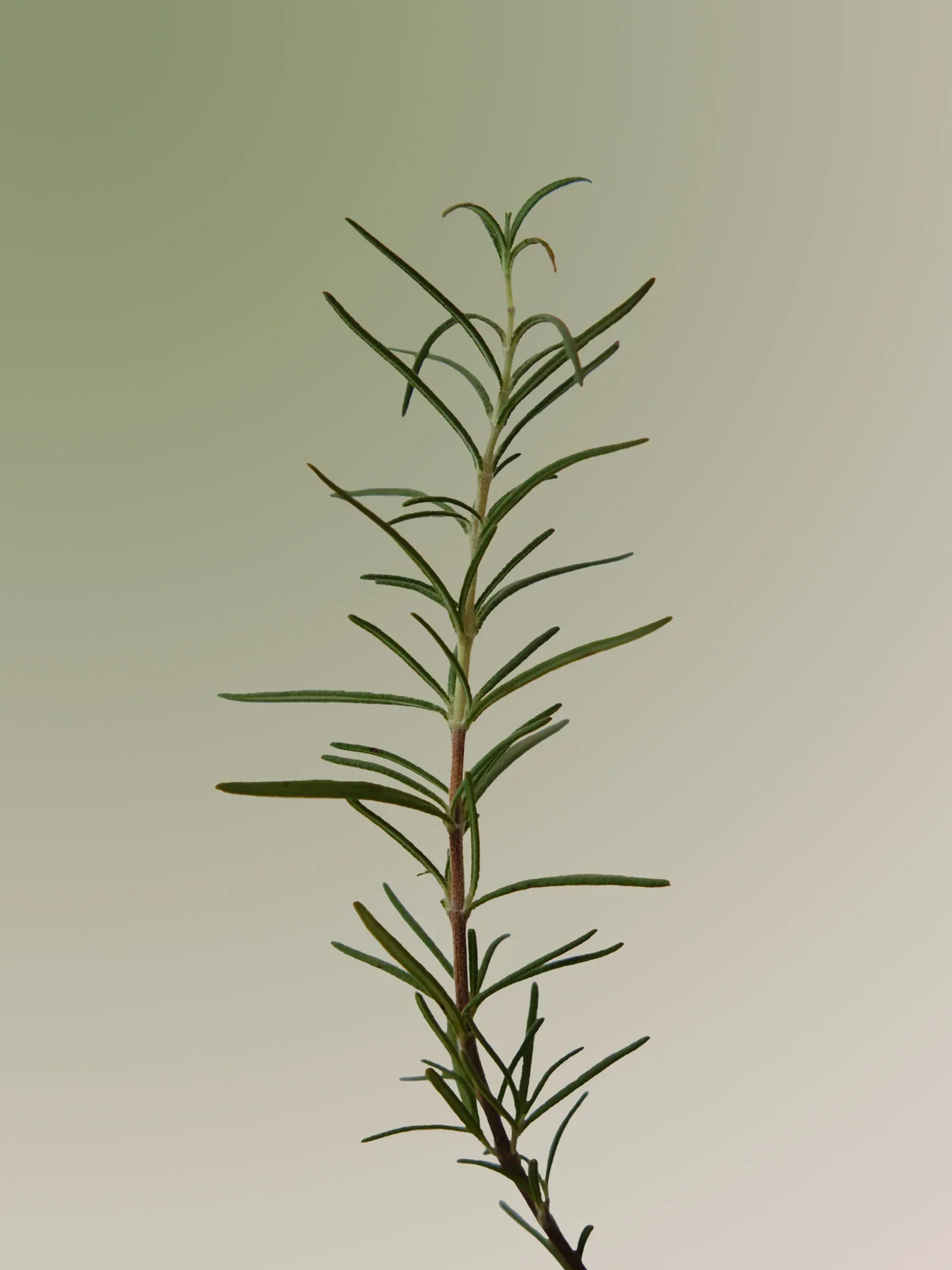 Rosemary Scalp Scaling Shampoo Refill 500ml - Image 3