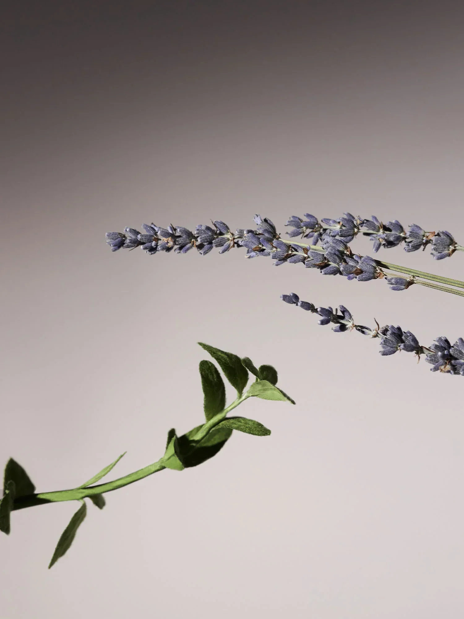 Serene Body Oil Lavender & Marjoram 100ml - Image 4