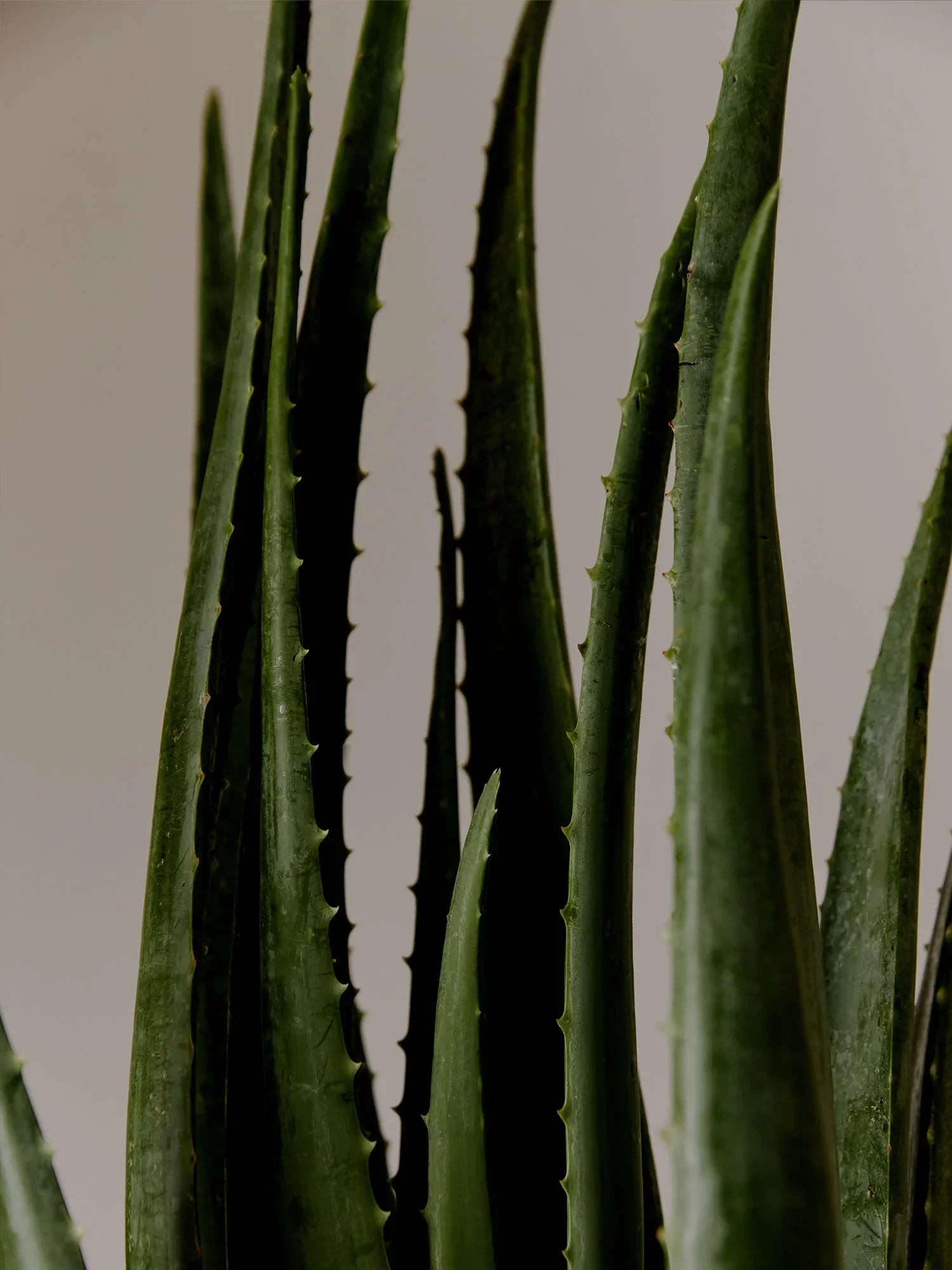 Soothing Aloe Vera Gel Refill 500ml - Image 5