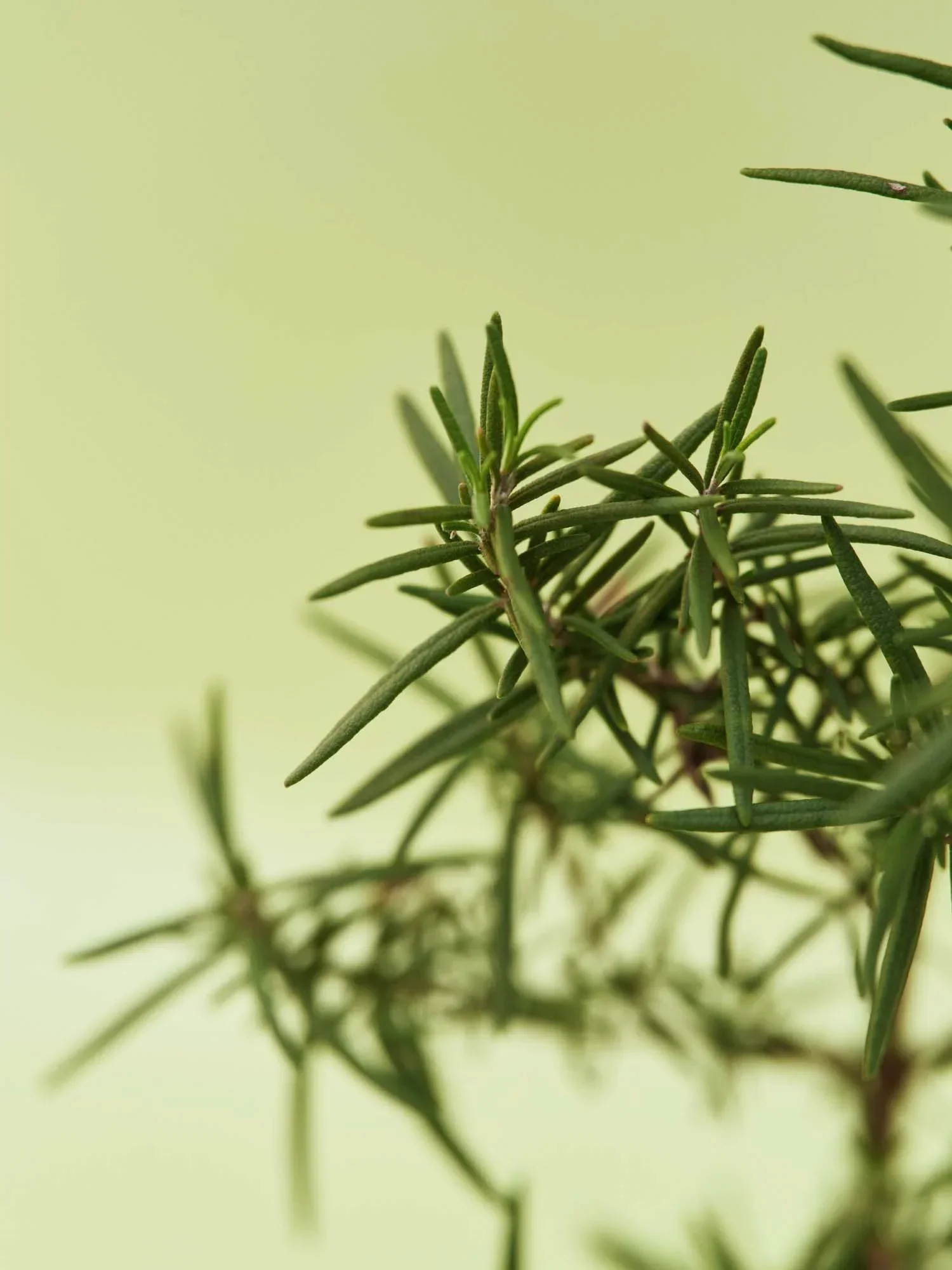 Vitalizing Rosemary All-In-One Lotion 300ml - Image 4